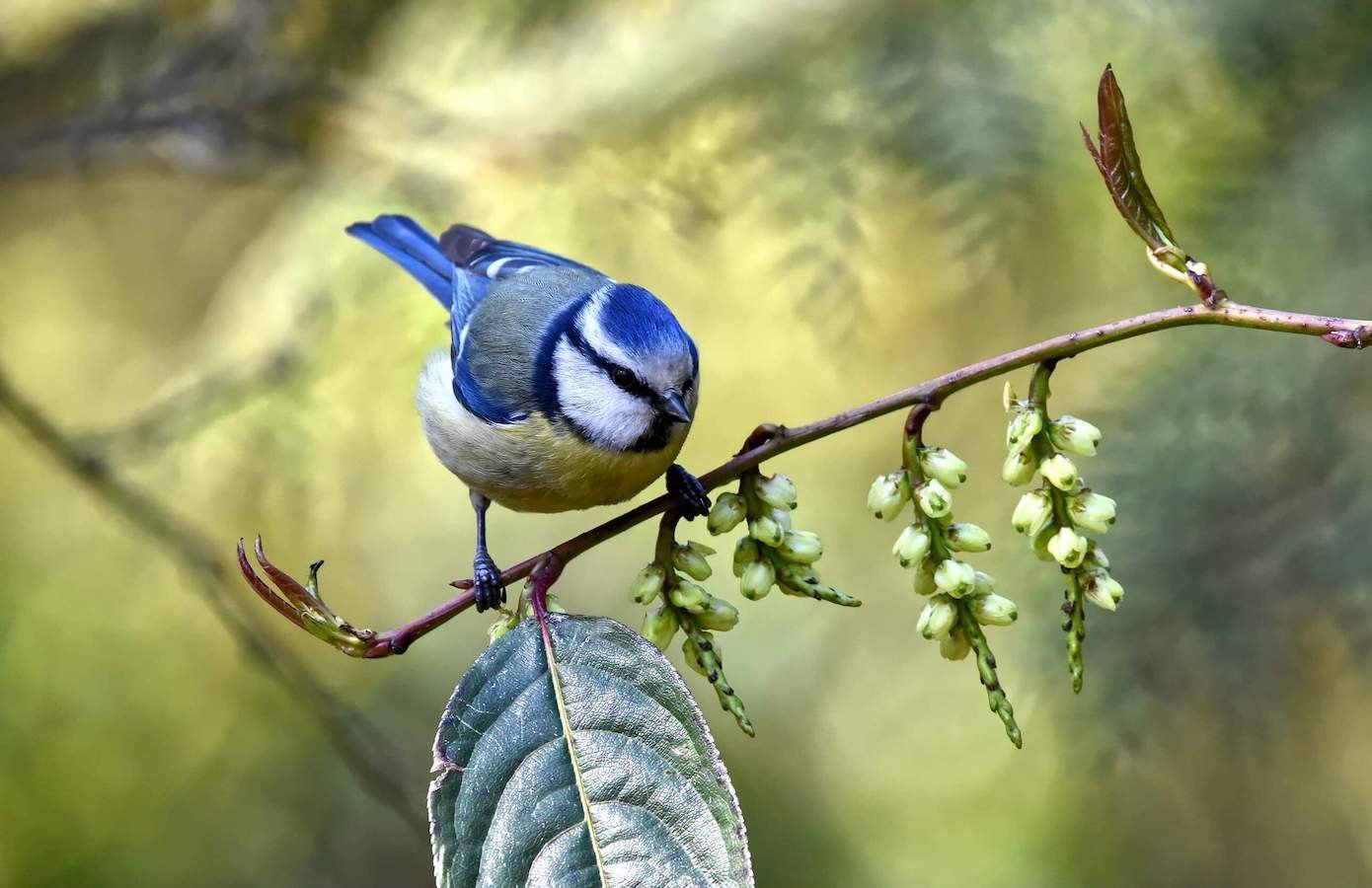 Close up view of a blue tit. Birds and other animals (like small mammals) are essential for biodiversity.