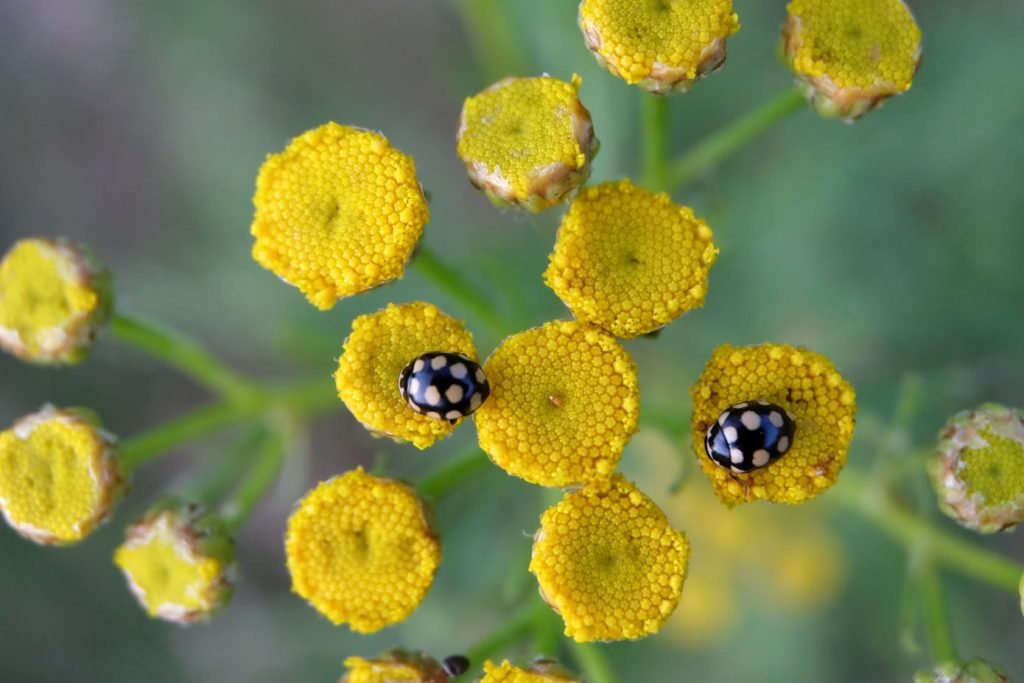 Close up view of two black insects with white polka dots on yellow flowers. Insects are critical to biodiversity in your backyard.