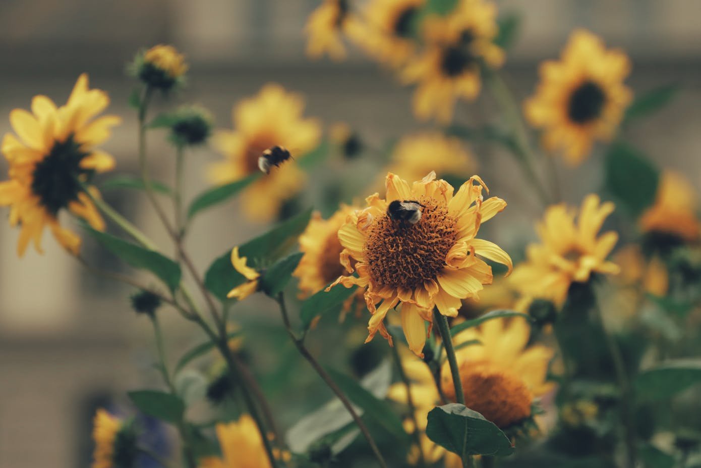 Very close view of some bees landing on sunflower flowers. Insects and bees are essential for biodiversity.