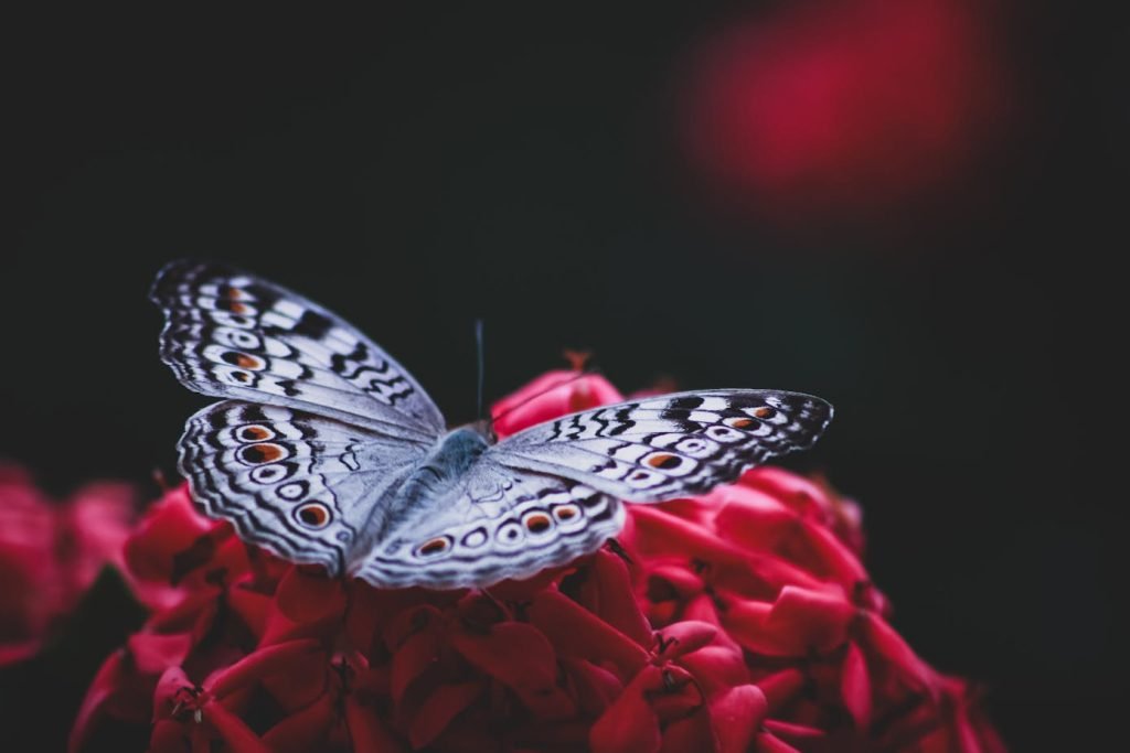 Close up view of a butterfly with white and brown polka dots on red flowers. Pollinators are critical to biodiversity in your backyard.