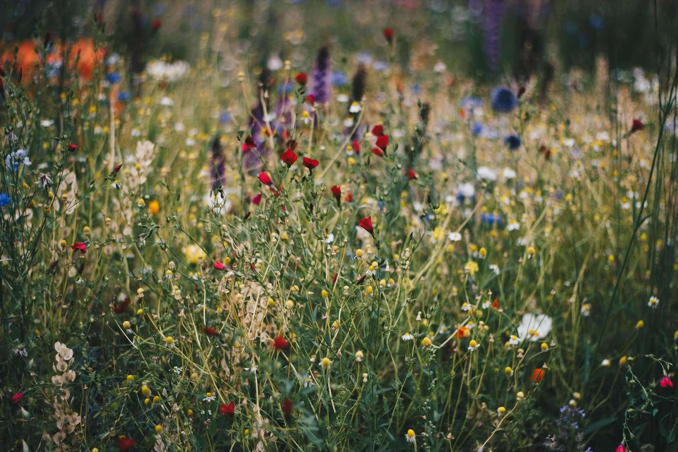 Close-up view of a flowering meadow with poppies, daisies and chamomiles. Plants are essential for biodiversity.
