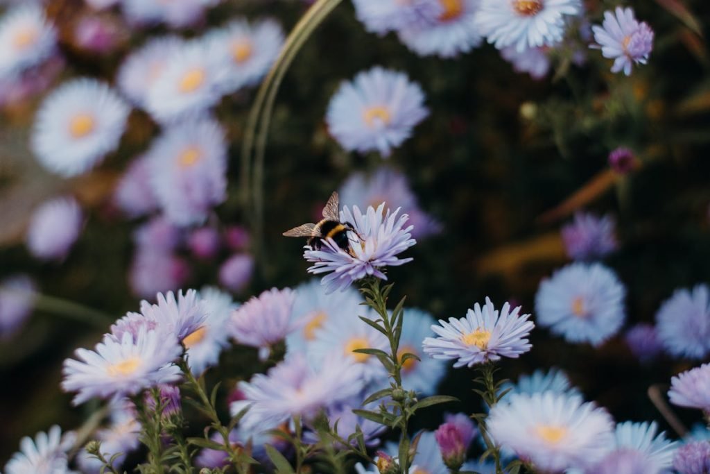 Close-up view of a pollinator (a bumblebee or honeybee) perched on lilac, pink and white flowers. Pollinators are very beneficial insects for biodiversity in gardens.