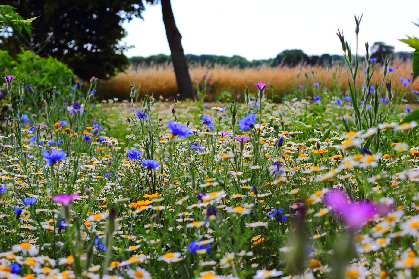 Close-up view of a flowering meadow with wild flowers. Plants are essential for biodiversity.